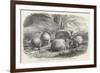 Phascolymus Latifrons Wombats in the Jardin d'Acclimatation in the Bois de Boulogne Paris-C. Jaque-Framed Art Print