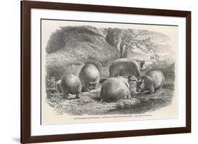 Phascolymus Latifrons Wombats in the Jardin d'Acclimatation in the Bois de Boulogne Paris-C. Jaque-Framed Art Print