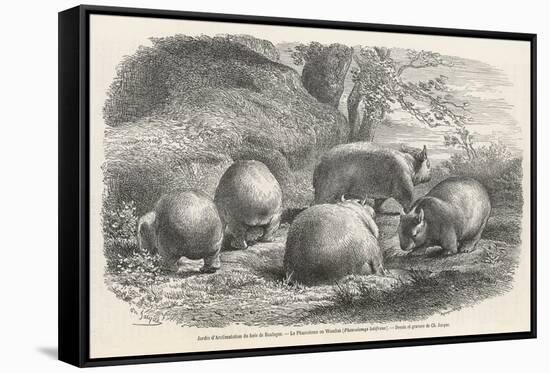 Phascolymus Latifrons Wombats in the Jardin d'Acclimatation in the Bois de Boulogne Paris-C. Jaque-Framed Stretched Canvas