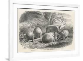 Phascolymus Latifrons Wombats in the Jardin d'Acclimatation in the Bois de Boulogne Paris-C. Jaque-Framed Premium Giclee Print