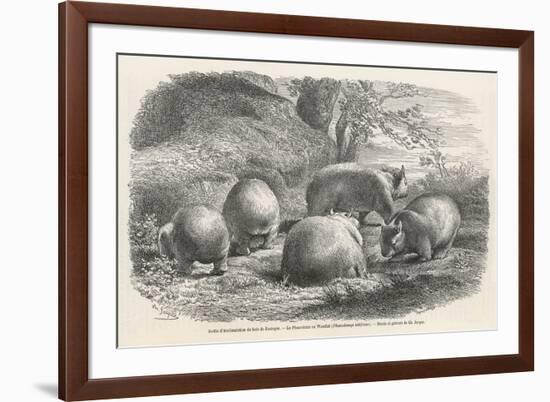 Phascolymus Latifrons Wombats in the Jardin d'Acclimatation in the Bois de Boulogne Paris-C. Jaque-Framed Premium Giclee Print