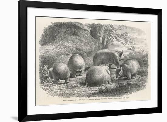 Phascolymus Latifrons Wombats in the Jardin d'Acclimatation in the Bois de Boulogne Paris-C. Jaque-Framed Premium Giclee Print