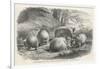 Phascolymus Latifrons Wombats in the Jardin d'Acclimatation in the Bois de Boulogne Paris-C. Jaque-Framed Premium Giclee Print