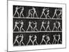 Phases in a Boxing Match-Eadweard Muybridge-Mounted Giclee Print