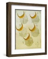 Phases of an eclipse-Science Source-Framed Giclee Print