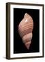 Phasianella Australis-Paul Starosta-Framed Photographic Print