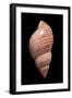 Phasianella Australis-Paul Starosta-Framed Photographic Print