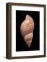 Phasianella Australis-Paul Starosta-Framed Photographic Print