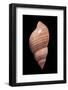 Phasianella Australis-Paul Starosta-Framed Photographic Print