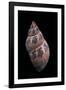 Phasianella Australis-Paul Starosta-Framed Photographic Print