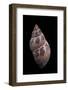 Phasianella Australis-Paul Starosta-Framed Photographic Print