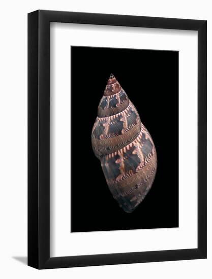 Phasianella Australis-Paul Starosta-Framed Photographic Print