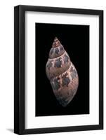 Phasianella Australis-Paul Starosta-Framed Photographic Print