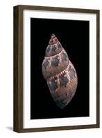 Phasianella Australis-Paul Starosta-Framed Photographic Print