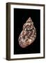 Phasianella Australis-Paul Starosta-Framed Photographic Print