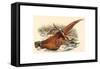 Phasianus Colchicus (Ring-Necked Pheasant), Colored Lithograph-Gould & Hart-Framed Stretched Canvas