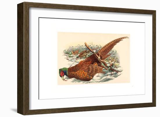 Phasianus Colchicus (Ring-Necked Pheasant), Colored Lithograph-Gould & Hart-Framed Giclee Print