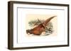 Phasianus Colchicus (Ring-Necked Pheasant), Colored Lithograph-Gould & Hart-Framed Giclee Print