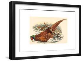 Phasianus Colchicus (Ring-Necked Pheasant), Colored Lithograph-Gould & Hart-Framed Giclee Print