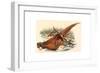 Phasianus Colchicus (Ring-Necked Pheasant), Colored Lithograph-Gould & Hart-Framed Giclee Print