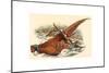 Phasianus Colchicus (Ring-Necked Pheasant), Colored Lithograph-Gould & Hart-Mounted Giclee Print