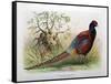 Phasianus Elegans, 1906-7-Henry Jones-Framed Stretched Canvas