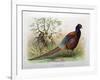 Phasianus Elegans, 1906-7-Henry Jones-Framed Giclee Print