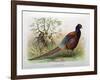 Phasianus Elegans, 1906-7-Henry Jones-Framed Giclee Print