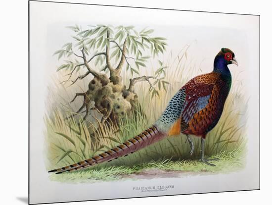 Phasianus Elegans, 1906-7-Henry Jones-Mounted Giclee Print