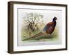 Phasianus Elegans, 1906-7-Henry Jones-Framed Giclee Print