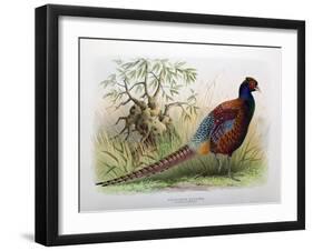 Phasianus Elegans, 1906-7-Henry Jones-Framed Giclee Print