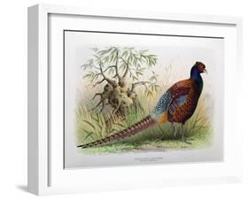 Phasianus Elegans, 1906-7-Henry Jones-Framed Giclee Print