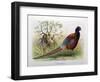 Phasianus Elegans, 1906-7-Henry Jones-Framed Giclee Print