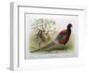 Phasianus Elegans, 1906-7-Henry Jones-Framed Giclee Print