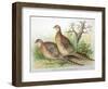 Phasianus Mongolicus and Phasianus Shawi, 1906-7-Henry Jones-Framed Giclee Print