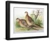 Phasianus Mongolicus and Phasianus Shawi, 1906-7-Henry Jones-Framed Giclee Print