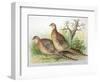 Phasianus Mongolicus and Phasianus Shawi, 1906-7-Henry Jones-Framed Giclee Print