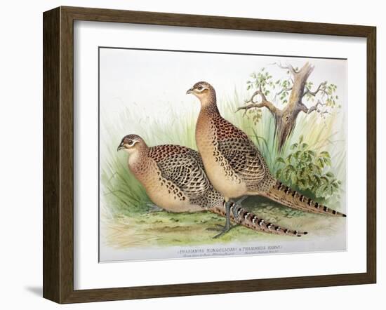 Phasianus Mongolicus and Phasianus Shawi, 1906-7-Henry Jones-Framed Giclee Print