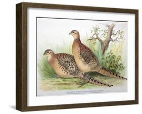 Phasianus Mongolicus and Phasianus Shawi, 1906-7-Henry Jones-Framed Giclee Print