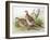 Phasianus Mongolicus and Phasianus Shawi, 1906-7-Henry Jones-Framed Giclee Print