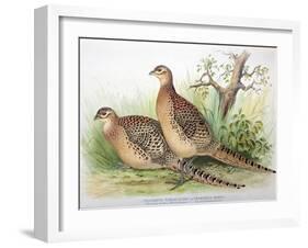 Phasianus Mongolicus and Phasianus Shawi, 1906-7-Henry Jones-Framed Giclee Print