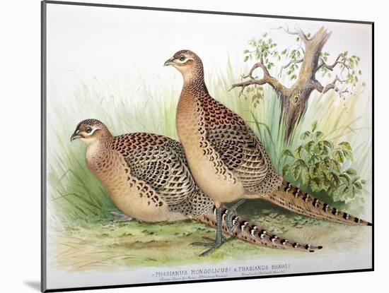 Phasianus Mongolicus and Phasianus Shawi, 1906-7-Henry Jones-Mounted Giclee Print