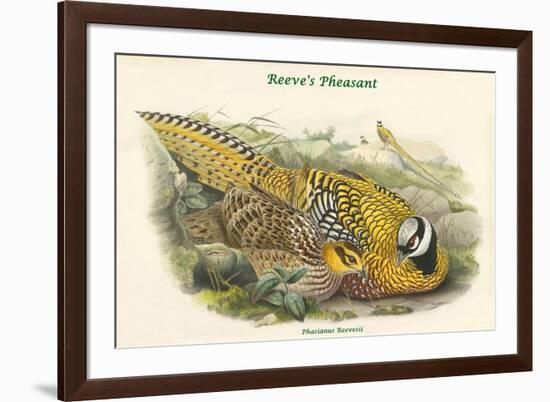 Phasianus Reevesii - Reeve's Pheasant-John Gould-Framed Premium Giclee Print