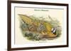 Phasianus Reevesii - Reeve's Pheasant-John Gould-Framed Premium Giclee Print