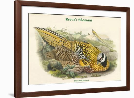 Phasianus Reevesii - Reeve's Pheasant-John Gould-Framed Premium Giclee Print