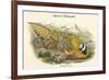 Phasianus Reevesii - Reeve's Pheasant-John Gould-Framed Premium Giclee Print