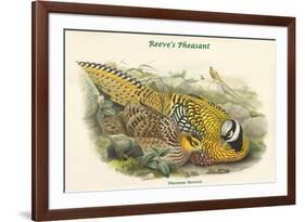 Phasianus Reevesii - Reeve's Pheasant-John Gould-Framed Premium Giclee Print