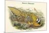 Phasianus Reevesii - Reeve's Pheasant-John Gould-Mounted Premium Giclee Print