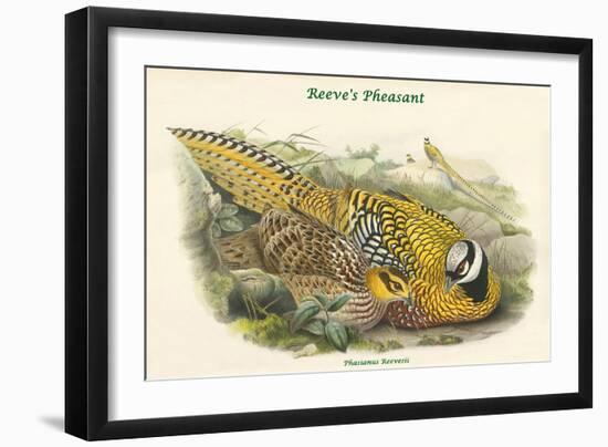 Phasianus Reevesii - Reeve's Pheasant-John Gould-Framed Art Print