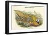 Phasianus Reevesii - Reeve's Pheasant-John Gould-Framed Art Print